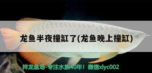 龍魚半夜撞缸了(龍魚晚上撞缸)（關于龍魚半夜撞缸的一些小知識）