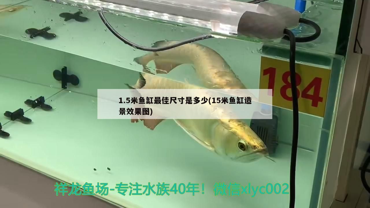 1.5米魚缸最佳尺寸是多少(15米魚缸造景效果圖)