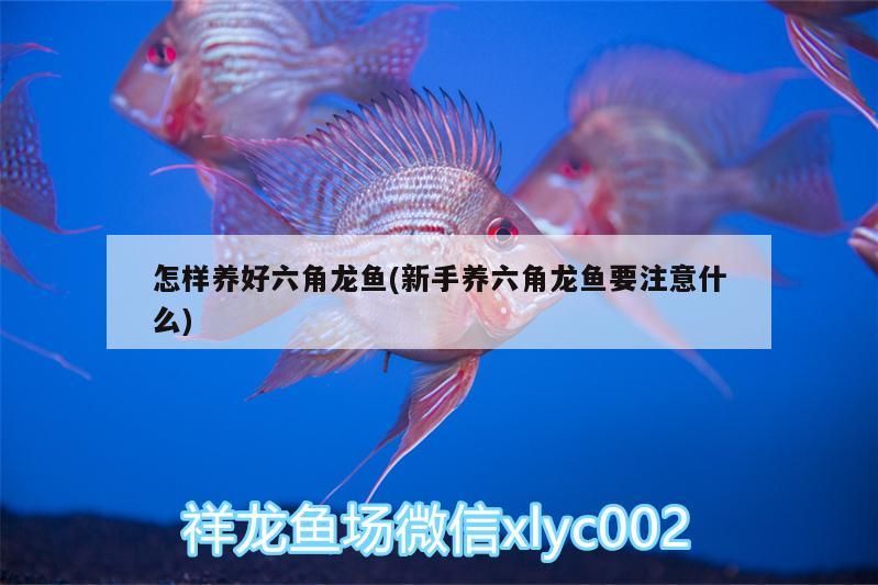 怎樣養(yǎng)好六角龍魚(新手養(yǎng)六角龍魚要注意什么)
