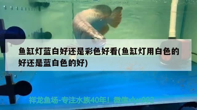 打卡第四天 觀賞魚百科 第2張 打卡第四天 打卡第四天 觀賞魚百科 第2張