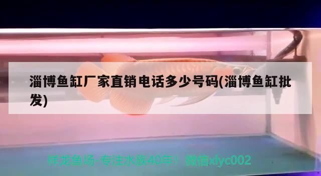 淄博魚缸廠家直銷電話多少號碼(淄博魚缸批發) 淄博魚缸廠家直銷電話多少號碼(淄博魚缸批發) 觀賞魚百科