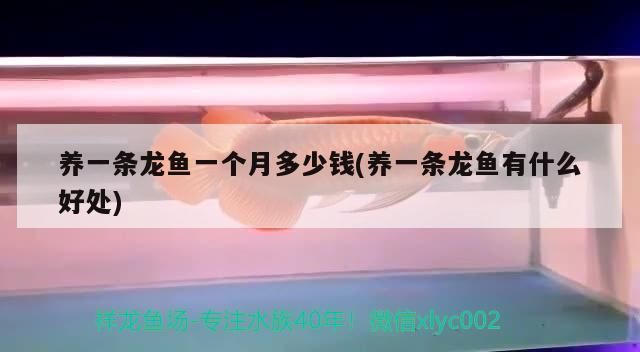 養一條龍魚一個月多少錢(養一條龍魚有什么好處)（養一條龍魚一個月多少錢）