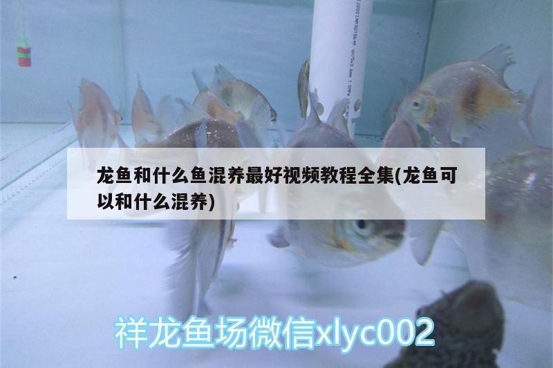 德陽觀賞魚市場佳木斯魚友（佳木斯魚友在德陽觀賞魚市場的活躍表現）