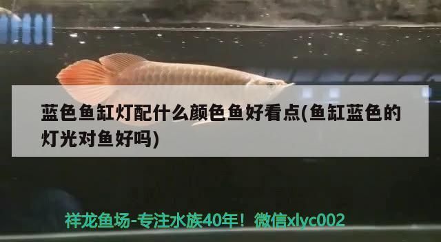 金龍魚 藍色魚缸燈配什么顏色魚好看點(魚缸藍色的燈光對魚好嗎) 觀賞魚百科 藍色魚缸燈配什么顏色魚好看點(魚缸藍色的燈光對魚好嗎) 藍色魚缸燈配什么顏色魚好看點(魚缸藍色的燈光對魚好嗎) 觀賞魚百科