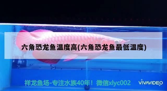 六角恐龍魚溫度高(六角恐龍魚最低溫度)