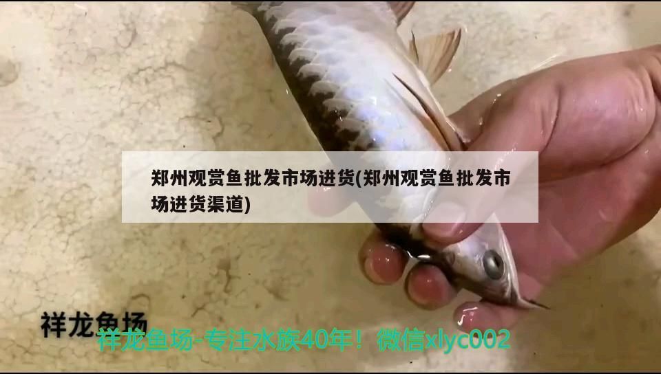鄭州觀賞魚(yú)批發(fā)市場(chǎng)進(jìn)貨(鄭州觀賞魚(yú)批發(fā)市場(chǎng)進(jìn)貨渠道)（鄭州觀賞魚(yú)批發(fā)市場(chǎng)進(jìn)貨渠道）