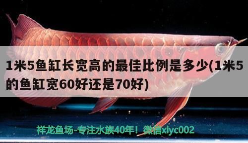 1米5魚缸長(zhǎng)寬高的最佳比例是多少(1米5的魚缸寬60好還是70好)（1米5的魚缸寬60好、1米5的魚缸寬60好還是70好）