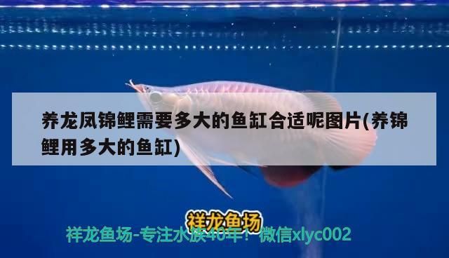 養龍鳳錦鯉需要多大的魚缸合適呢圖片(養錦鯉用多大的魚缸)