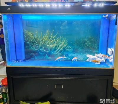 1.8米龍魚缸養幾個泰國鯽魚呢視頻（1.8米的泰國鯽魚適合養什么魚-龍魚混養）