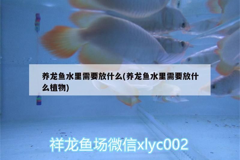養龍魚水里需要放什么(養龍魚水里需要放什么植物)（養龍魚水里需要放什么）