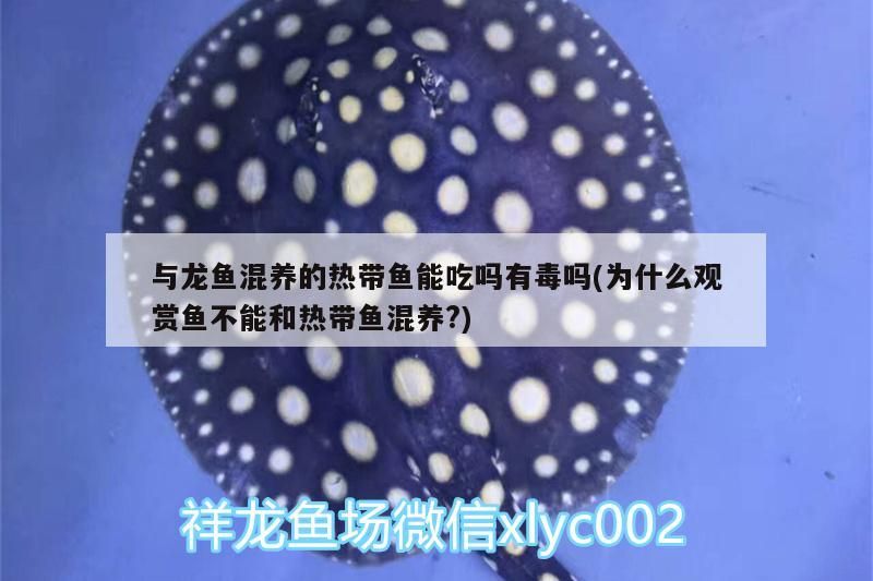 與龍魚混養(yǎng)的熱帶魚能吃嗎有毒嗎(為什么觀賞魚不能和熱帶魚混養(yǎng)?)（與龍魚混養(yǎng)的熱帶魚能吃嗎）