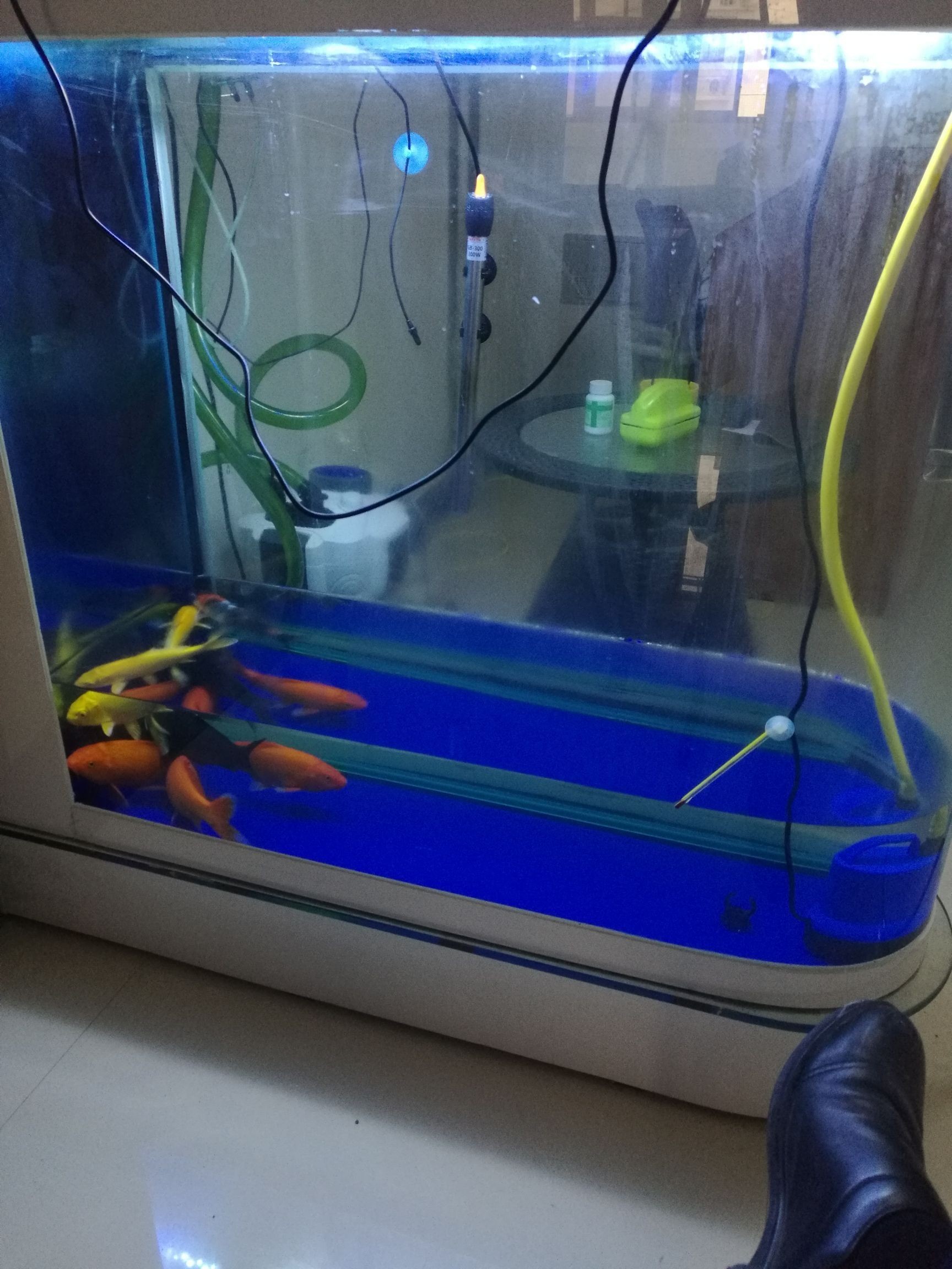 科迪治療中 科迪治療中 觀賞魚百科 第4張