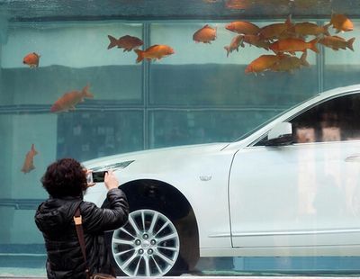 白色錦鯉魚什么寓意：白色錦鯉在中國傳統文化中具有特殊的意義不僅是美麗的觀賞魚