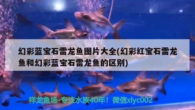 幻彩藍(lán)寶石雷龍魚圖片大全(幻彩紅寶石雷龍魚和幻彩藍(lán)寶石雷龍魚的區(qū)別)（幻彩藍(lán)寶石雷龍魚與幻彩紅寶石雷龍魚的區(qū)別在于其他蛇頭魚）