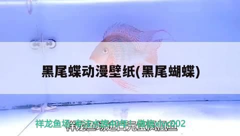 鸚鵡魚和銀龍魚混養怎樣喂食 黑尾蝶動漫壁紙(黑尾蝴蝶) 觀賞魚百科 黑尾蝶動漫壁紙(黑尾蝴蝶) 黑尾蝶動漫壁紙(黑尾蝴蝶) 觀賞魚百科