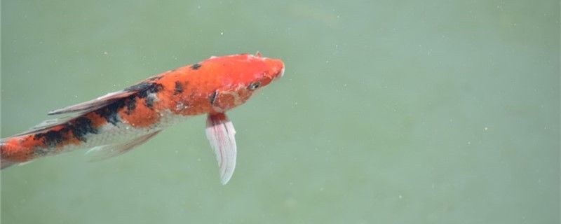 金魚品種有哪些金魚常見品種介紹（金魚、紫龍睛金魚、水泡眼金魚、水泡眼金魚、水泡眼金魚）