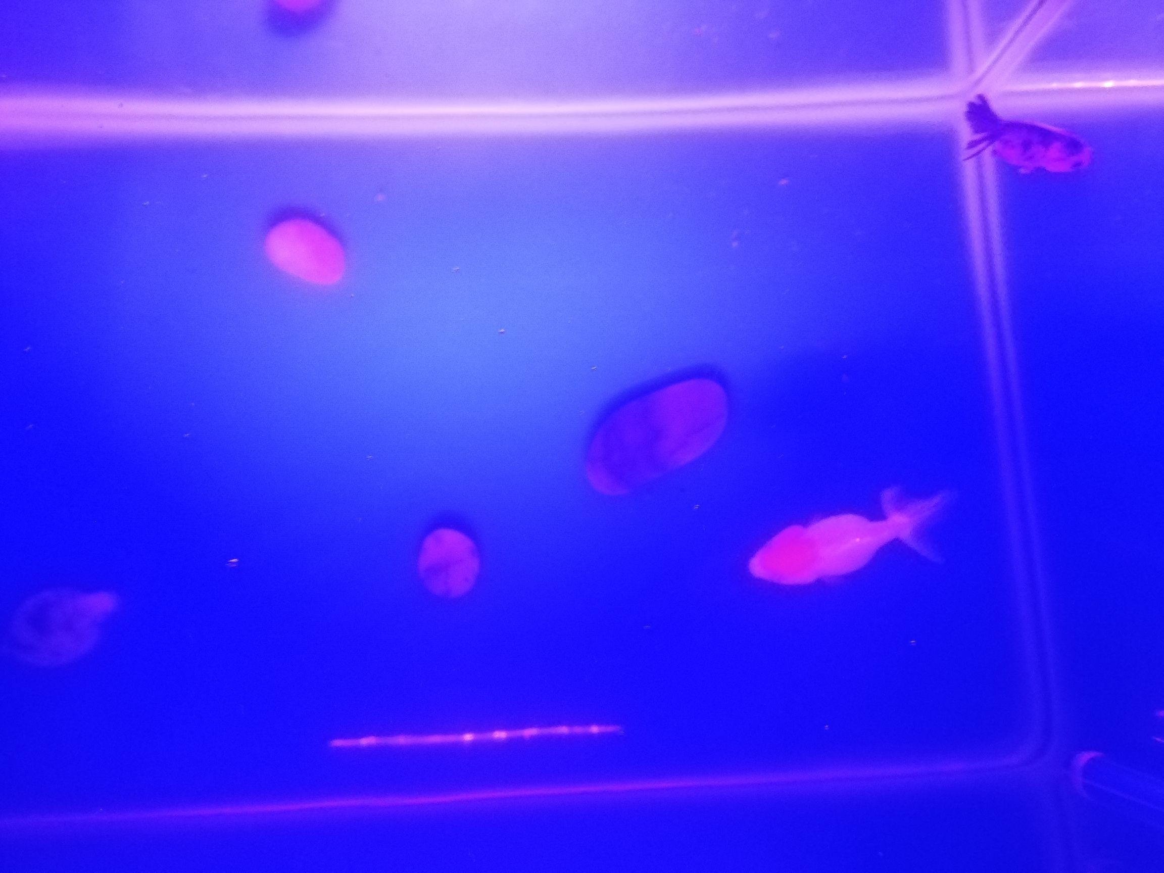 金魚膽小突然開燈嚇得差點跳缸（金魚膽小突然開燈嚇得差點跳缸，養(yǎng)了幾天以后） 金魚膽小突然開燈嚇得差點跳缸（金魚膽小突然開燈嚇得差點跳缸，養(yǎng)了幾天以后） 觀賞魚百科 第3張