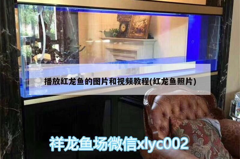 播放紅龍魚(yú)的圖片和視頻教程(紅龍魚(yú)照片)