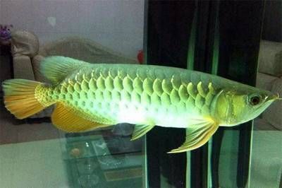 龍魚跳缸的原因(龍魚跳缸是怎么回事) 龍魚跳缸的原因(龍魚跳缸是怎么回事) 觀賞魚百科