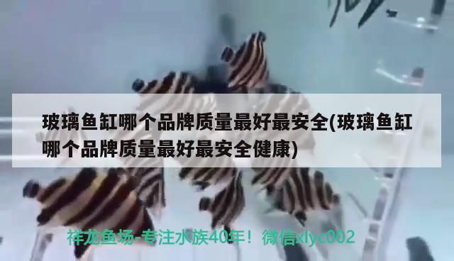 玻璃魚缸哪個品牌質量最好最安全(玻璃魚缸哪個品牌質量最好最安全健康)