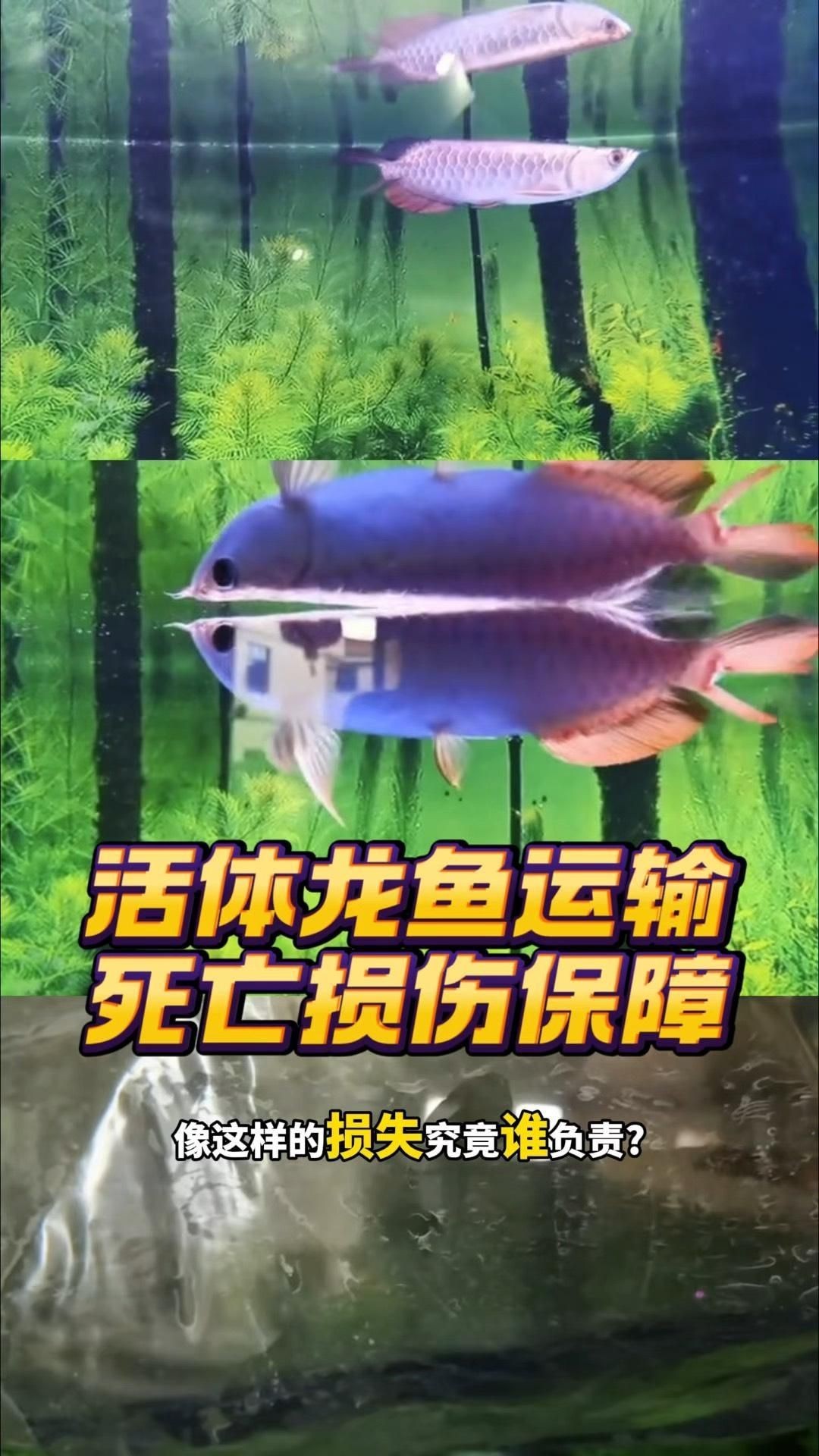 龍魚送人時如何包裝（如何包裝龍魚）