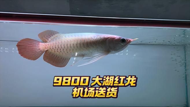 龍魚送人時如何包裝（如何包裝龍魚）