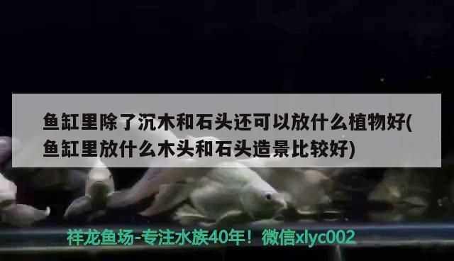 魚缸里除了沉木和石頭還可以放什么植物好(魚缸里放什么木頭和石頭造景比較好)