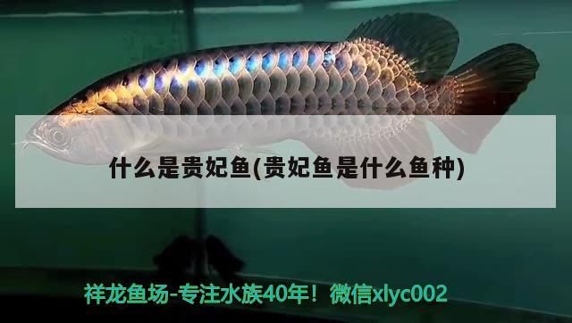 什么是貴妃魚(貴妃魚是什么魚種)（烏魯木齊水族箱中的貴妃魚）