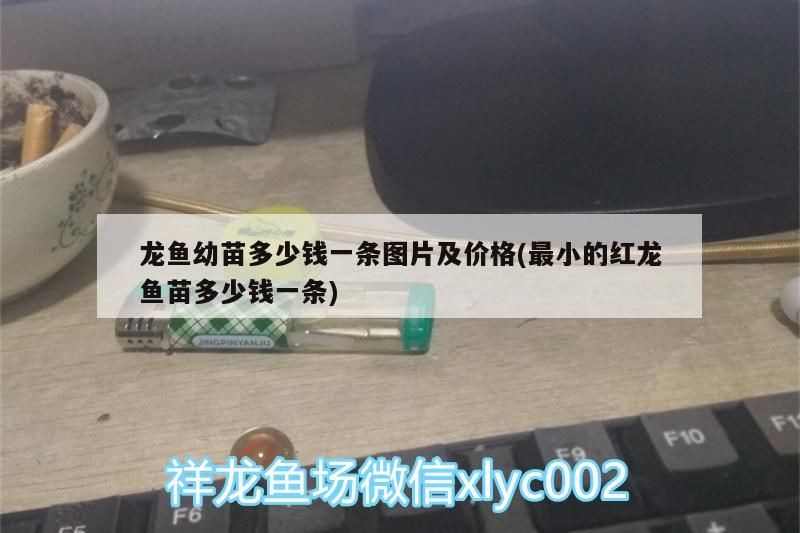 龍魚幼苗多少錢一條圖片及價格(最小的紅龍魚苗多少錢一條)（過背金龍魚苗多少錢一條）