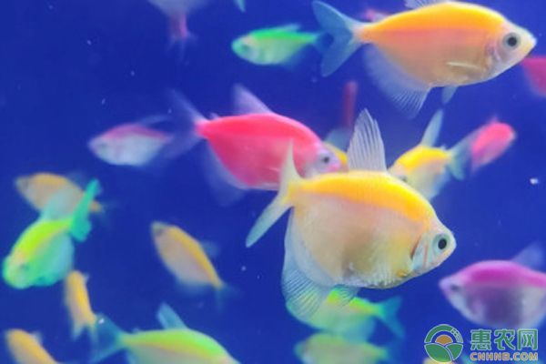 金龍魚含義是什么?（金龍魚的象征意義）（中國傳統的吉祥物——金龍魚）