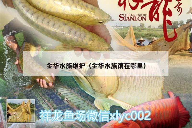 金華水族維護(hù)（金華水族館在哪里） 金華水族維護(hù)（金華水族館在哪里） 觀賞魚百科