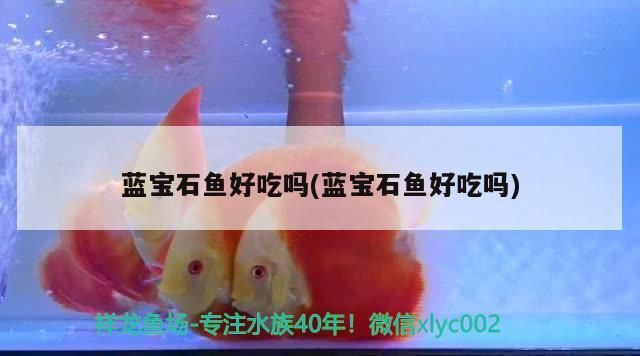 藍(lán)寶石魚好吃嗎(藍(lán)寶石魚好吃嗎)