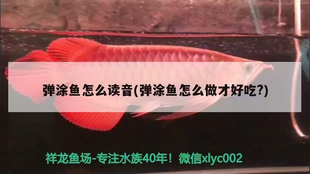 彈涂魚怎么讀音(彈涂魚怎么做才好吃?)