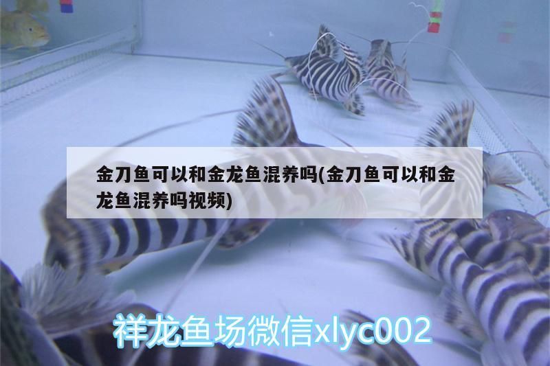 金刀魚(yú)可以和金龍魚(yú)混養(yǎng)嗎(金刀魚(yú)可以和金龍魚(yú)混養(yǎng)嗎視頻) 金刀魚(yú)可以和金龍魚(yú)混養(yǎng)嗎(金刀魚(yú)可以和金龍魚(yú)混養(yǎng)嗎視頻) 觀賞魚(yú)百科 第2張