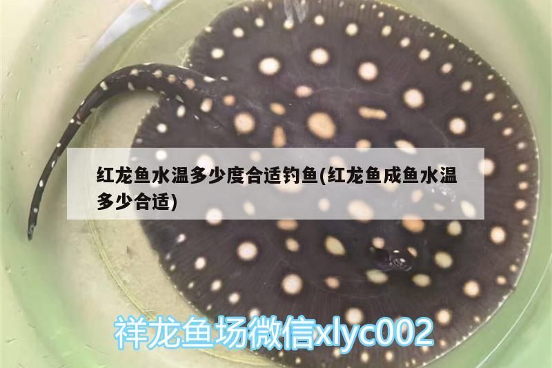 魚缸用增氧泵價格是多少:魚缸增氧機-xtrac增氧機-xtrac增氧機 紅龍魚水溫多少度合適釣魚(紅龍魚成魚水溫多少合適) 觀賞魚百科 紅龍魚水溫多少度合適釣魚(紅龍魚成魚水溫多少合適) 紅龍魚水溫多少度合適釣魚(紅龍魚成魚水溫多少合適) 觀賞魚百科