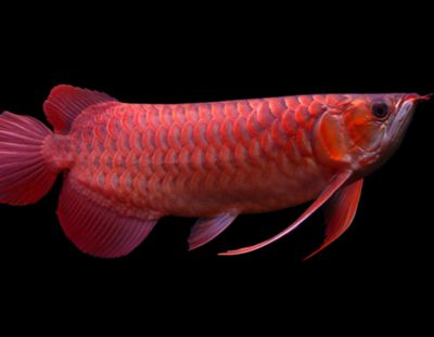 龍魚病癥與治療方法視頻講解大全（龍魚病癥與治療方法視頻講解大全圖片）（關于龍魚病癥與治療方法的視頻講解） 龍魚病癥與治療方法視頻講解大全（龍魚病癥與治療方法視頻講解大全圖片）（關于龍魚病癥與治療方法的視頻講解） 觀賞魚百科