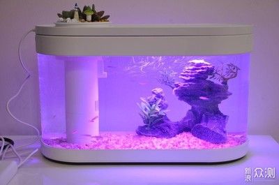 雷龍魚哪個品種好繁殖（雷龍魚哪個品種好繁殖快）（雷龍魚中哪個品種適合繁殖）
