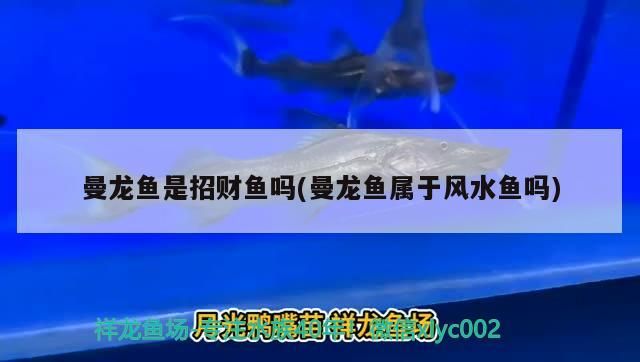 曼龍魚是招財魚嗎(曼龍魚屬于風(fēng)水魚嗎)（曼龍魚是招財魚嗎）