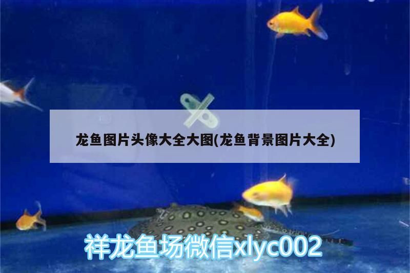 龍魚圖片頭像大全大圖(龍魚背景圖片大全)（龍魚圖片頭像大全大圖）