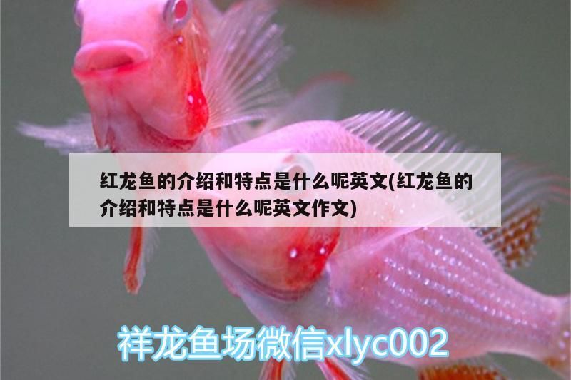 紅龍魚的介紹和特點是什么呢英文(紅龍魚的介紹和特點是什么呢英文作文)（紅龍魚的介紹和特點）