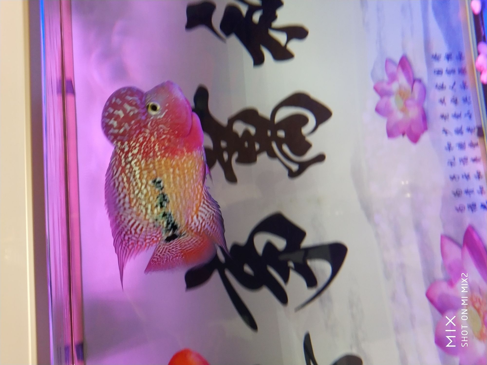 WJ飼料試用報(bào)告1（wj飼料試用報(bào)告）