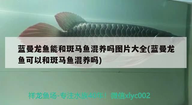 龍魚干蝦有營養嗎 藍曼龍魚能和斑馬魚混養嗎圖片大全(藍曼龍魚可以和斑馬魚混養嗎)(藍曼龍魚能和斑馬魚混養嗎) 觀賞魚百科 藍曼龍魚能和斑馬魚混養嗎圖片大全(藍曼龍魚可以和斑馬魚混養嗎)(藍曼龍魚能和斑馬魚混養嗎) 藍曼龍魚能和斑馬魚混養嗎圖片大全(藍曼龍魚可以和斑馬魚混養嗎)(藍曼龍魚能和斑馬魚混養嗎) 觀賞魚百科