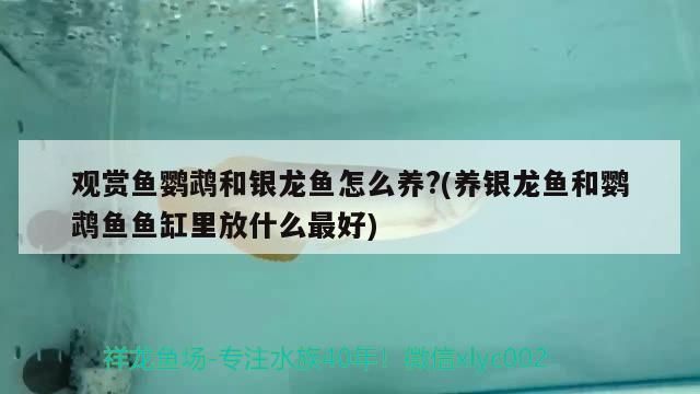 觀賞魚鸚鵡和銀龍魚怎么養?(養銀龍魚和鸚鵡魚魚缸里放什么最好)（觀賞魚鸚鵡和銀龍魚可以在一起飼養嗎）
