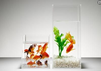 紅龍魚壽命能活多少年（紅龍魚壽命能活多少年呢）（紅龍魚的壽命在5-10年左右，）
