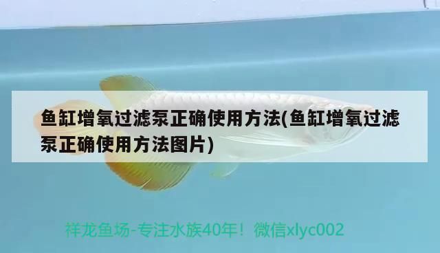 魚缸增氧過濾泵正確使用方法(魚缸增氧過濾泵正確使用方法圖片)（魚缸增氧過濾泵正確使用方法）