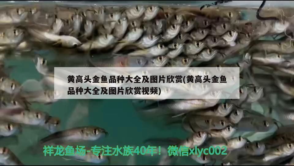 黃高頭金魚品種大全及圖片欣賞(黃高頭金魚品種大全及圖片欣賞視頻)（金魚的種類及種類）