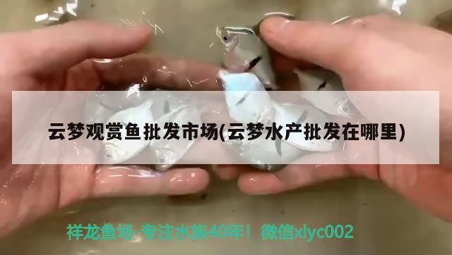 云夢觀賞魚批發(fā)市場(云夢水產批發(fā)在哪里)（云夢觀賞魚批發(fā)市場） 云夢觀賞魚批發(fā)市場(云夢水產批發(fā)在哪里)（云夢觀賞魚批發(fā)市場） 觀賞魚百科