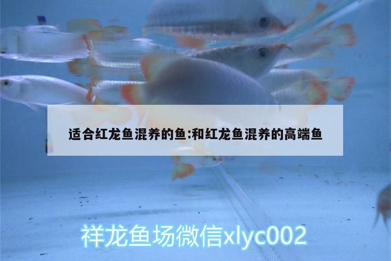 適合紅龍魚混養(yǎng)的魚:和紅龍魚混養(yǎng)的高端魚（紅龍魚什么品種好）