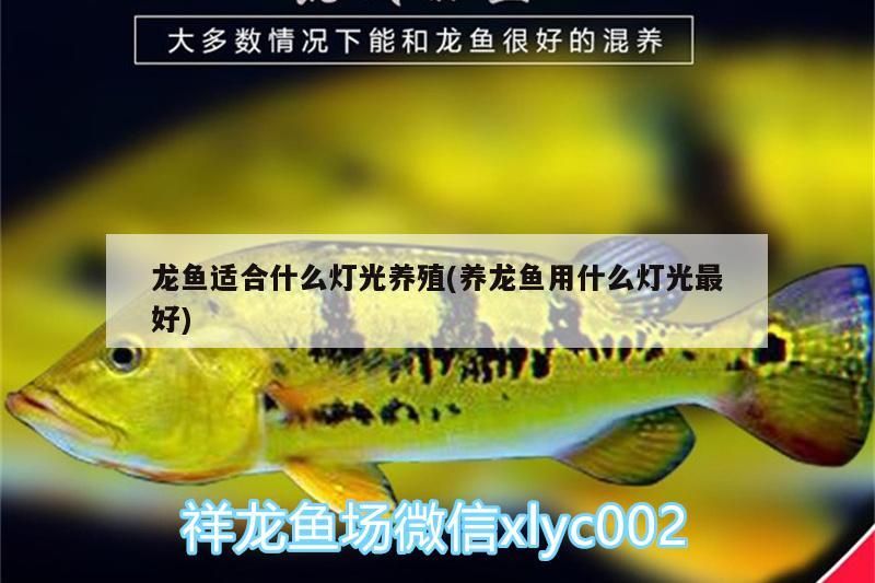 龍魚適合什么燈光養殖(養龍魚用什么燈光最好)（龍魚適合什么樣的燈光養殖）