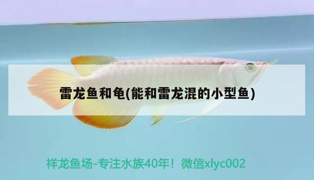 雷龍魚和龜(能和雷龍混的小型魚)（雷龍魚可以和龜混養嗎？）